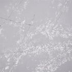 Άσπρος Snowflake χαλαζίας Stone 3000*1500MM Calacatta σχεδίων γκρίζος